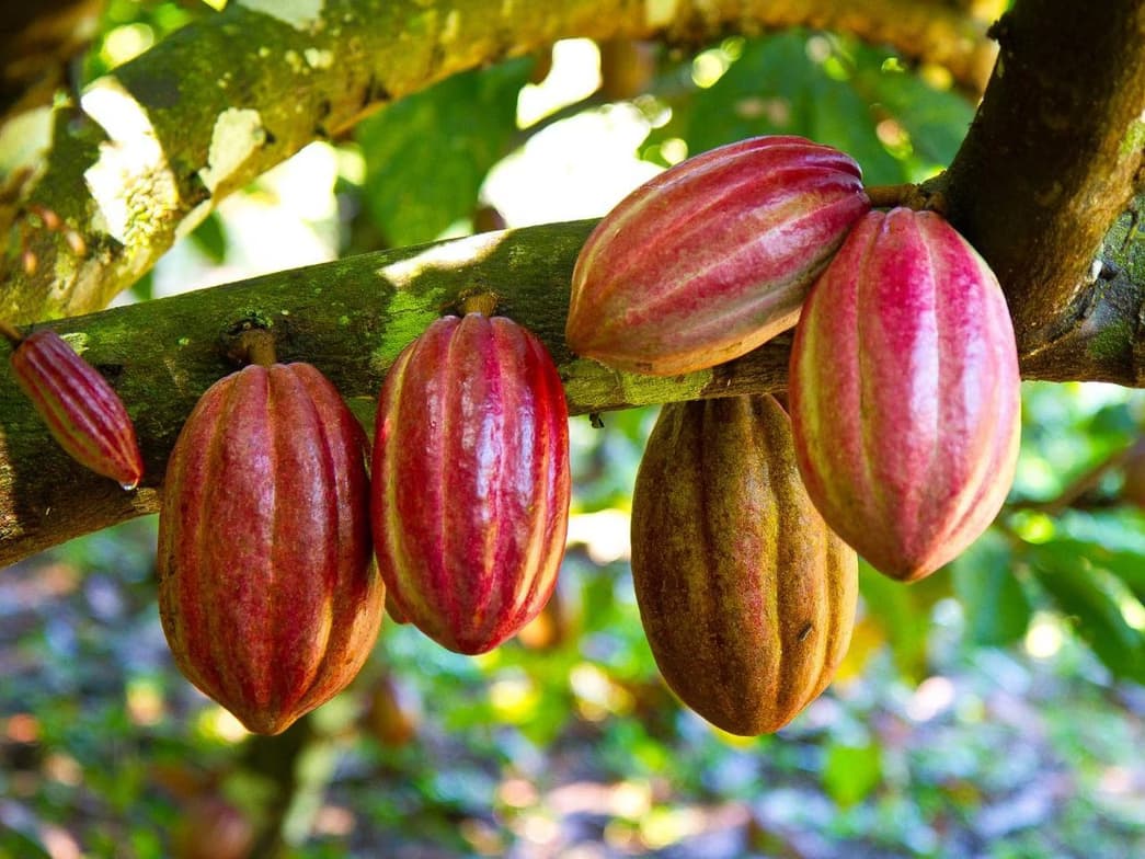 Profile photo of Adam, Guitar tutor at Wiingy 