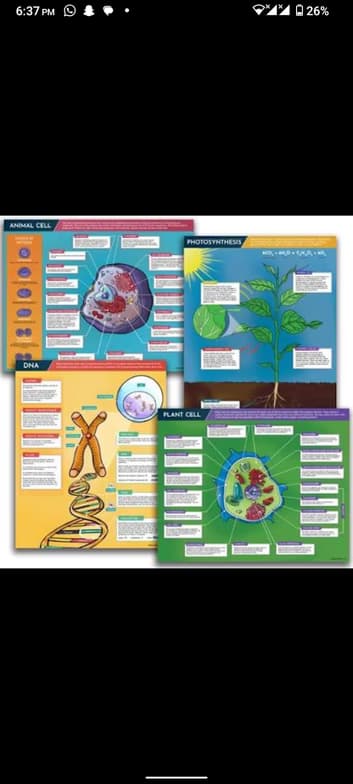 Live performance with Biology by Rehema  