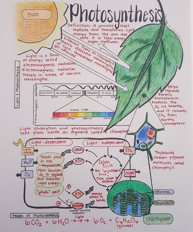Biology learning materials by Priyanka  