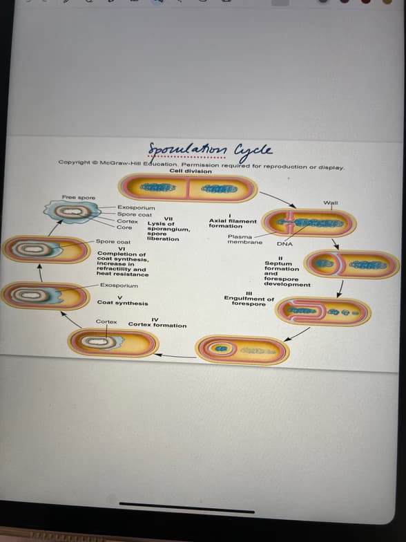 Live performance with Biology by Katelynn  