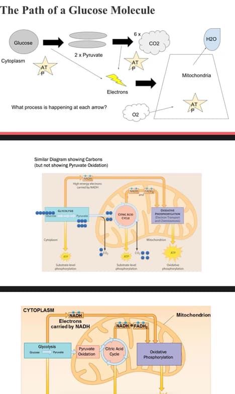 AP learning materials by Owen 