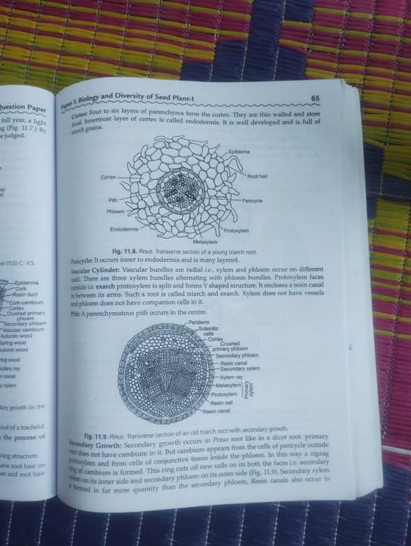 Casual photos of Shikha, Wiingy tutor 