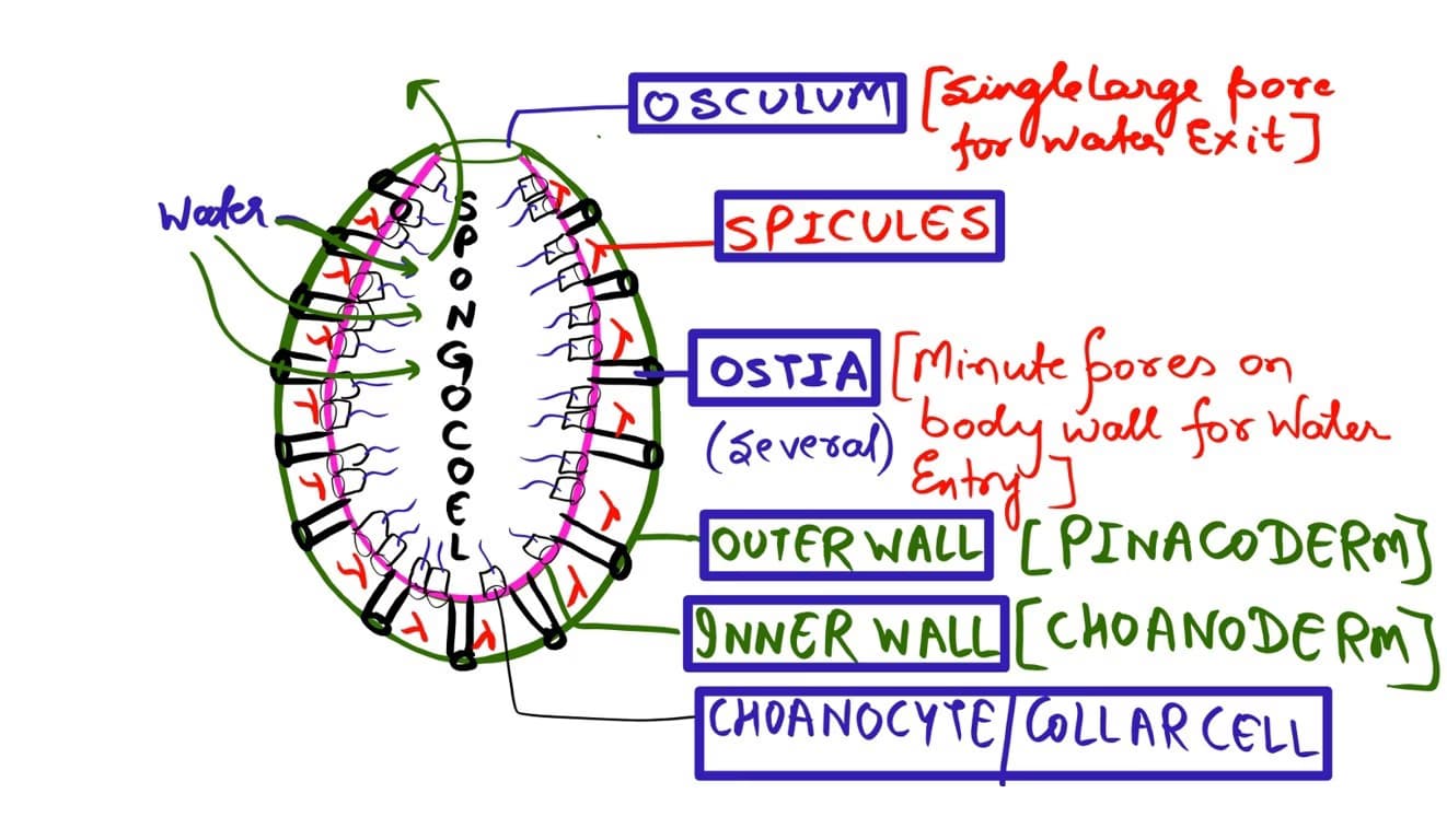 Biology learning materials by Dr. ASHISH KUMAR 