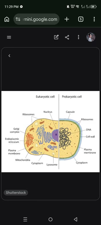 Live performance with Biology by Julie Ann 