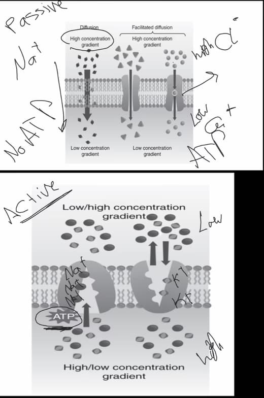 Live performance with Biology by Nader  