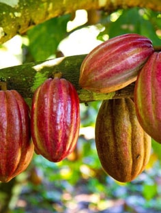 Profile photo of Adam Kirby, undefined tutor at Wiingy