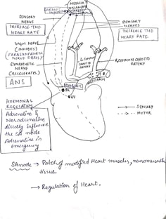 Profile photo of Anjali Kashyap, undefined tutor at Wiingy