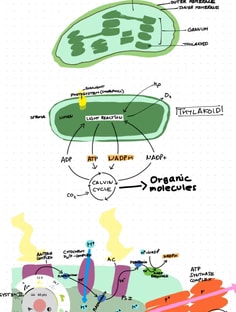 Profile photo of Sunal Pathania, undefined tutor at Wiingy