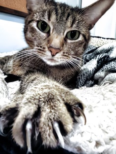 Profile photo of Nathaniel Frey, undefined tutor at Wiingy