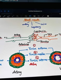 Profile photo of jyoti arya, undefined tutor at Wiingy