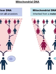 Profile photo of SUPRIYA BHATT, undefined tutor at Wiingy