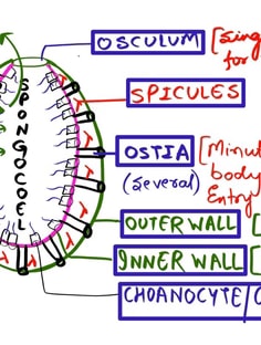 Profile photo of Dr. ASHISH KUMAR GUPTA, undefined tutor at Wiingy