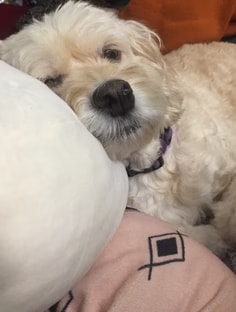 Profile photo of Tess Humes, undefined tutor at Wiingy