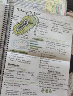 Profile photo of Noor  Aneja, undefined tutor at Wiingy