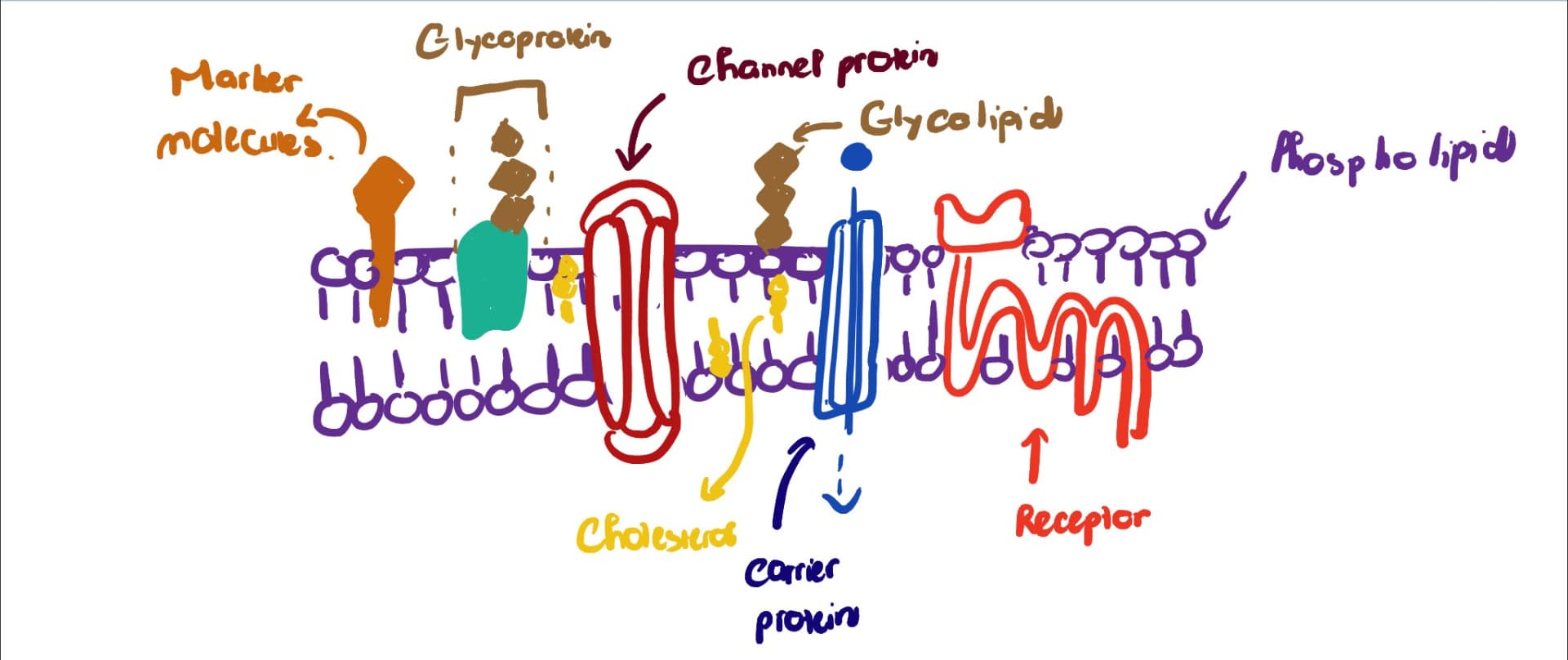 Live performance with Biology by Nhu