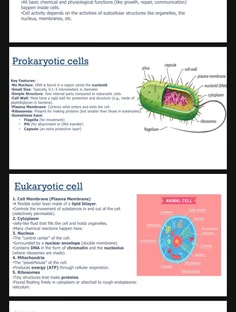 Profile photo of Srishti Srivastava , undefined tutor at Wiingy
