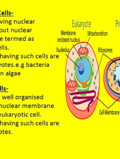 Profile photo of Gaurav Arya, undefined tutor at Wiingy