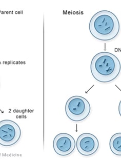 Profile photo of Charis Caples, undefined tutor at Wiingy