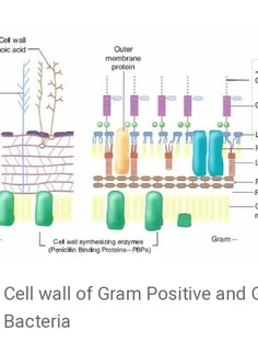 Profile photo of Ayushi Sharma, undefined tutor at Wiingy