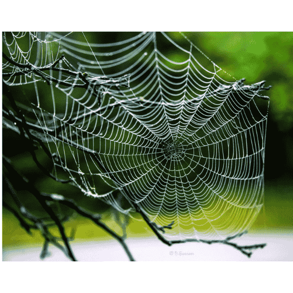 Applications of geometry in everyday life #2 - Spiderweb